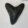 Megalodon Tooth  South Carolina 5″ Prehistoric Online