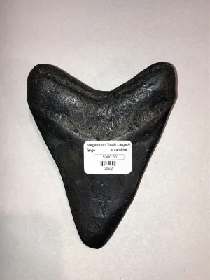 Megalodon Tooth  South Carolina 5″ Prehistoric Online