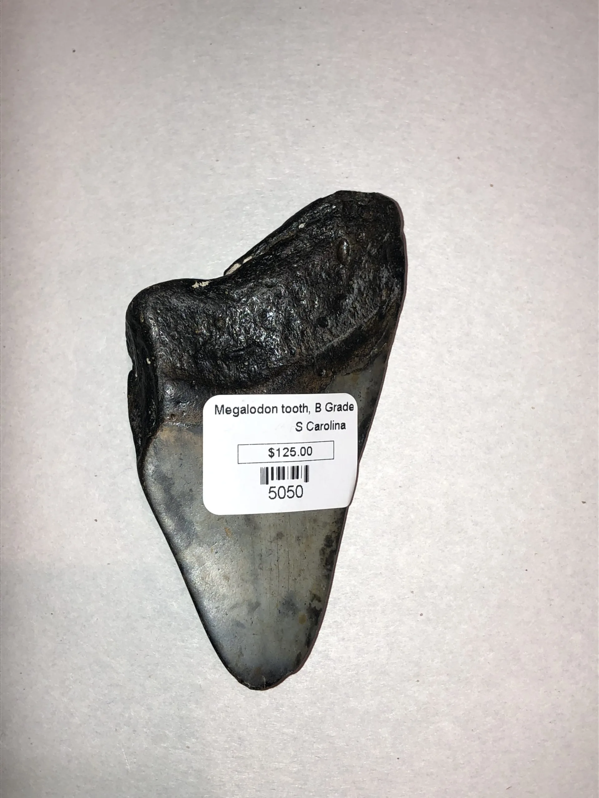 Megalodon Tooth, South Carolina, 3 3/4″ Prehistoric Online