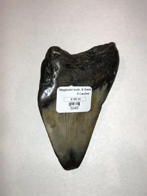 Megalodon Tooth  South Carolina 4 1/2″ Prehistoric Online