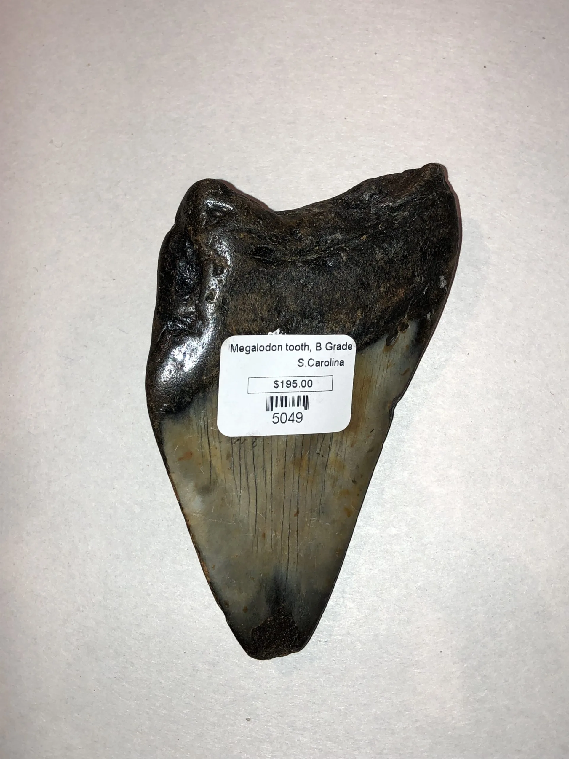 Megalodon Tooth, South Carolina, 4 1/2″ Prehistoric Online