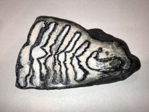 Woolly Mammoth Tooth Slice Prehistoric Online