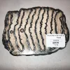 Woolly Mammoth Tooth Slice Prehistoric Online