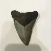 Megalodon Tooth  South Carolina 3 3/4″ Prehistoric Online