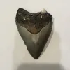 Megalodon Tooth  South Carolina 4 1/4″ Prehistoric Online