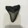 Megalodon Tooth  South Carolina 4″ Prehistoric Online