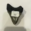 Megalodon Tooth  South Carolina 3 1/2″ Prehistoric Online