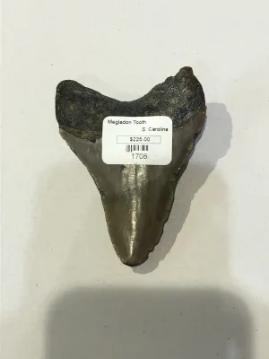 Megalodon Tooth  South Carolina 3 1/2″ Prehistoric Online