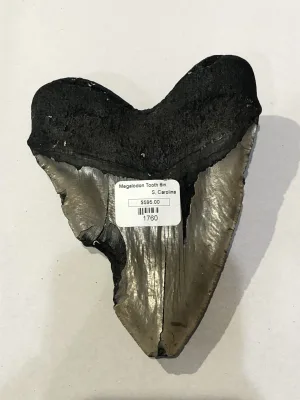 Megalodon Tooth  South Carolina 5 3/4″ Prehistoric Online