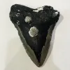 Megalodon Tooth  South Carolina 5 1/2″ Prehistoric Online