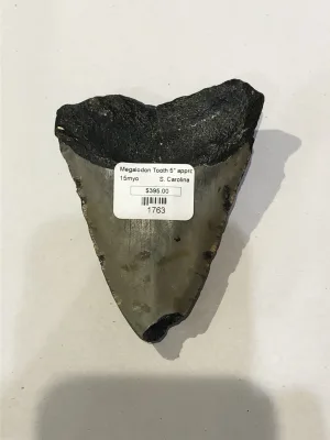 Megalodon Tooth  South Carolina 4 1/4″ Prehistoric Online