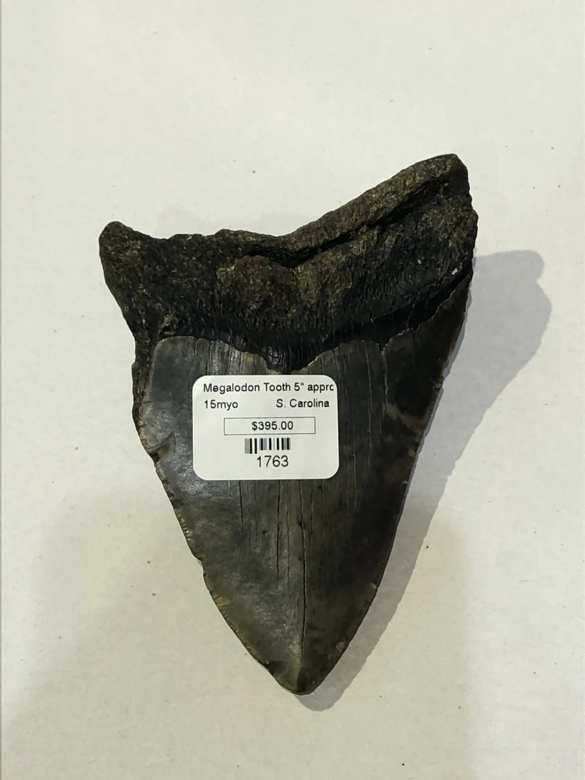 Megalodon Tooth  South Carolina 4 3/4″ Prehistoric Online