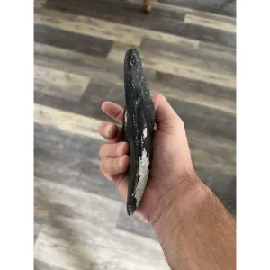 Megalodon shark Tooth,  6.26 inch Prehistoric Online