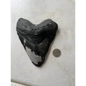 Megalodon shark Tooth,  6.26 inch Prehistoric Online
