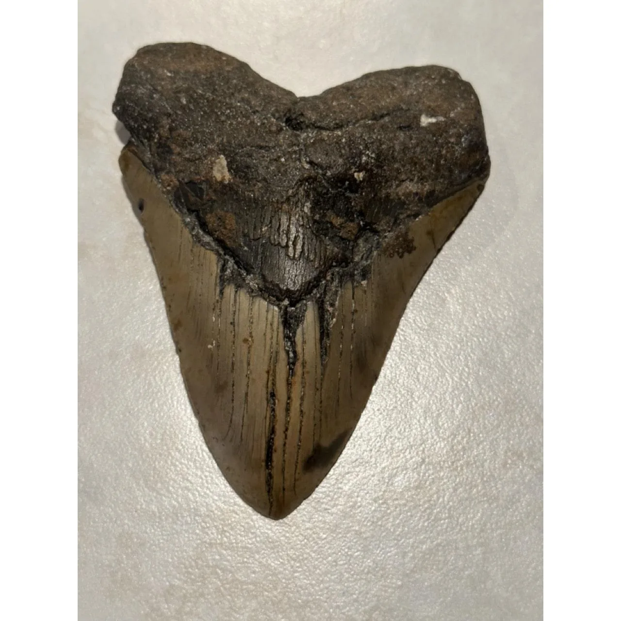 Megalodon Tooth, 5.76 inch Prehistoric Online