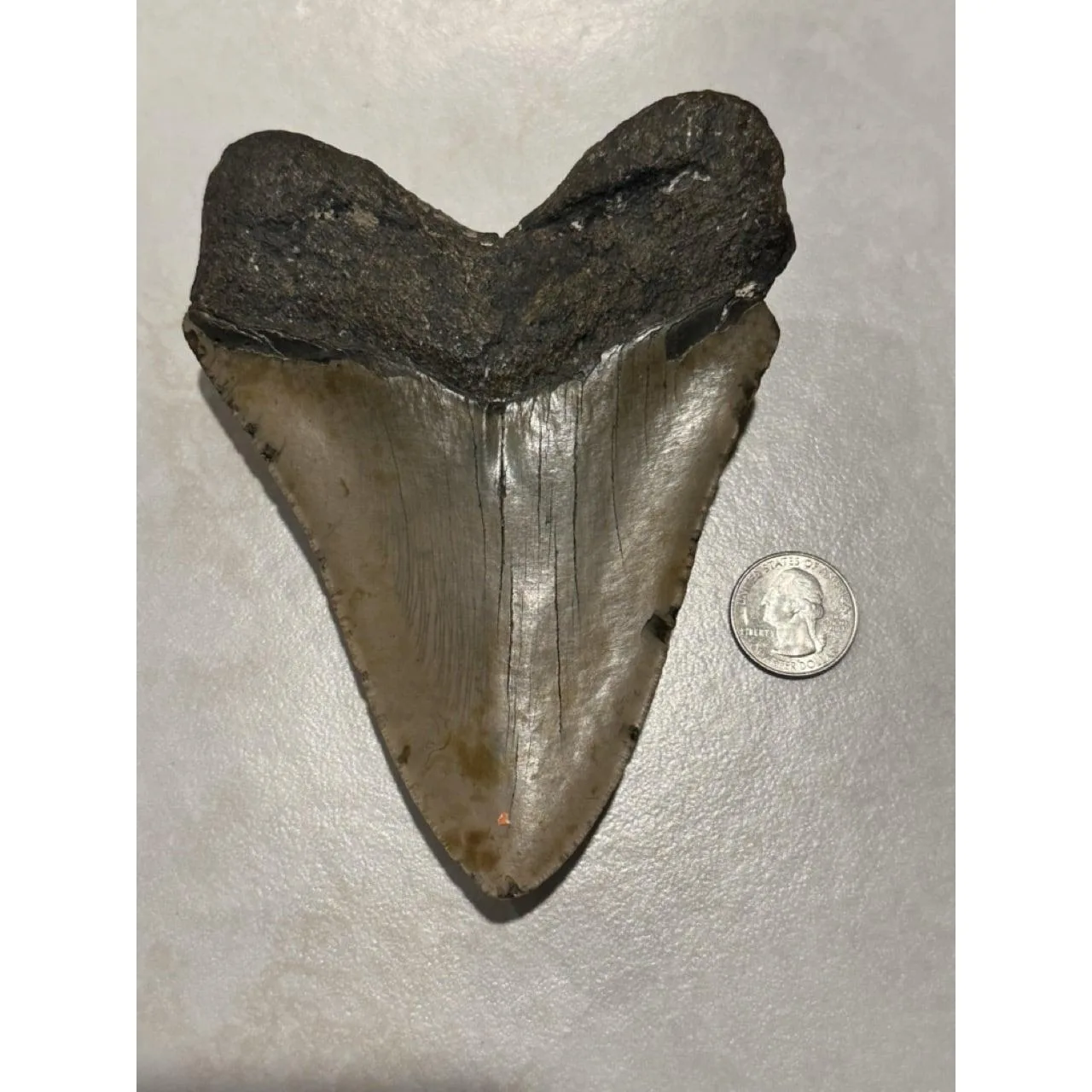 Megalodon Tooth, 5.76 inch Prehistoric Online
