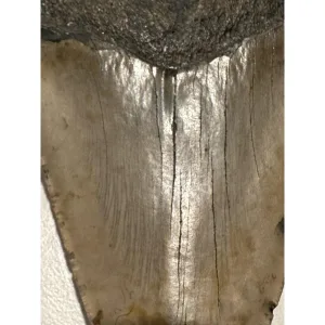 Large Megalodon Tooth, 5.76 inch Prehistoric Online