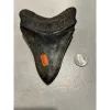 Megalodon Tooth, S. Georgia 5.29 inch Prehistoric Online