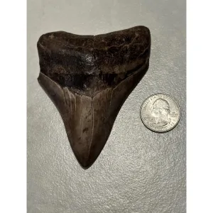 Megalodon Tooth, Georgia 3.76 inch Prehistoric Online