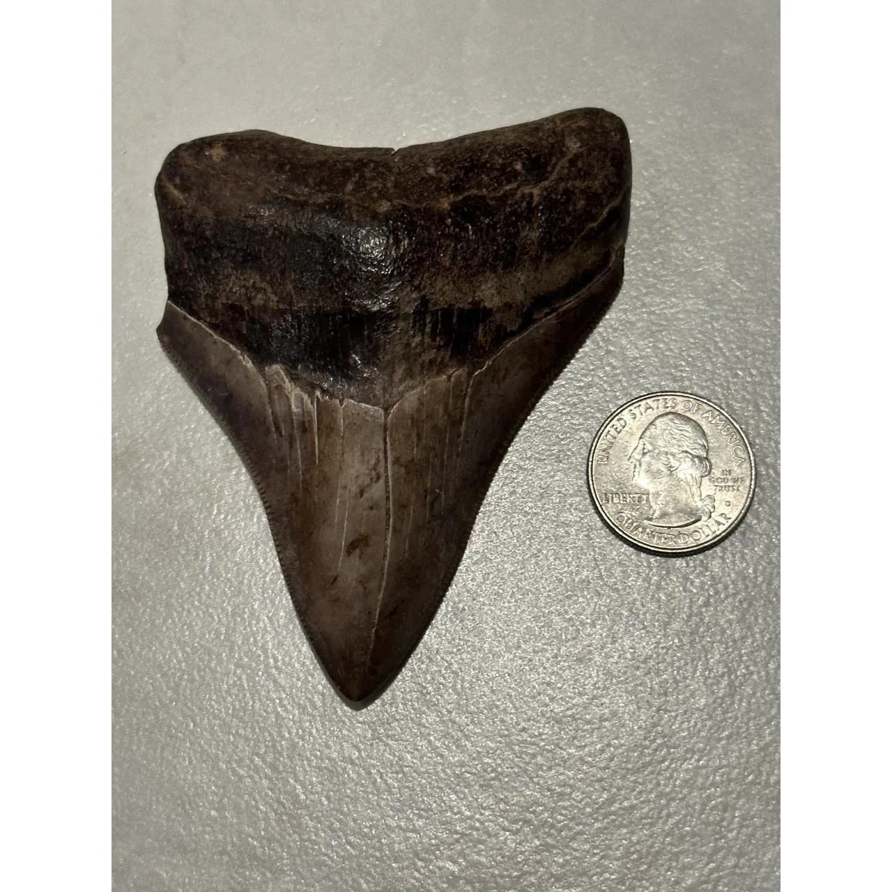 Megalodon Tooth, Georgia 3.76 inch Prehistoric Online