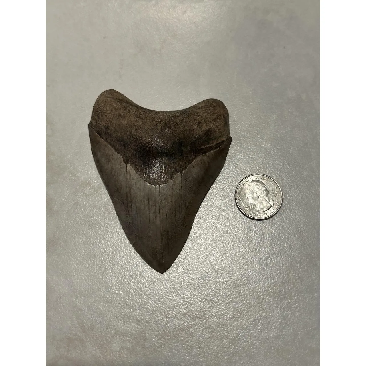 Megalodon Tooth, S. Georgia 4.00 inch Prehistoric Online