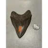 Megalodon Tooth, S. Georgia 4.00 inch Prehistoric Online
