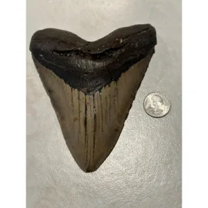 Megalodon Tooth, 5.92 inch Prehistoric Online