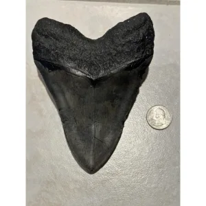 Megalodon Tooth, 6.00 inch Prehistoric Online