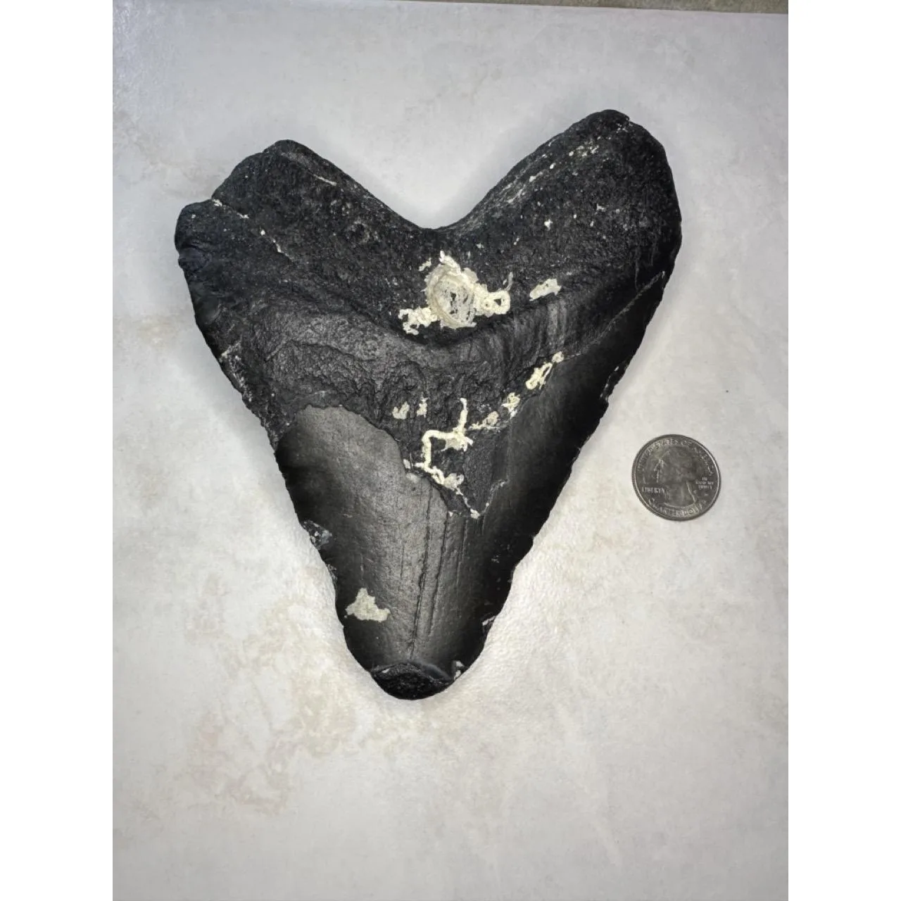 Megalodon shark Tooth,  6.26 inch Monster Prehistoric Online