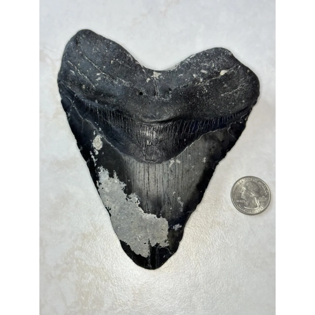 Megalodon shark Tooth,  6.26 inch Monster Prehistoric Online
