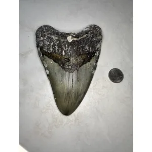 Giant Megalodon tooth, 6.24 inches Prehistoric Online