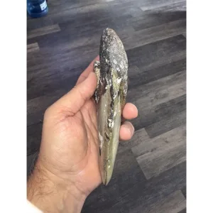 Giant Megalodon tooth, 6.24 inches Prehistoric Online
