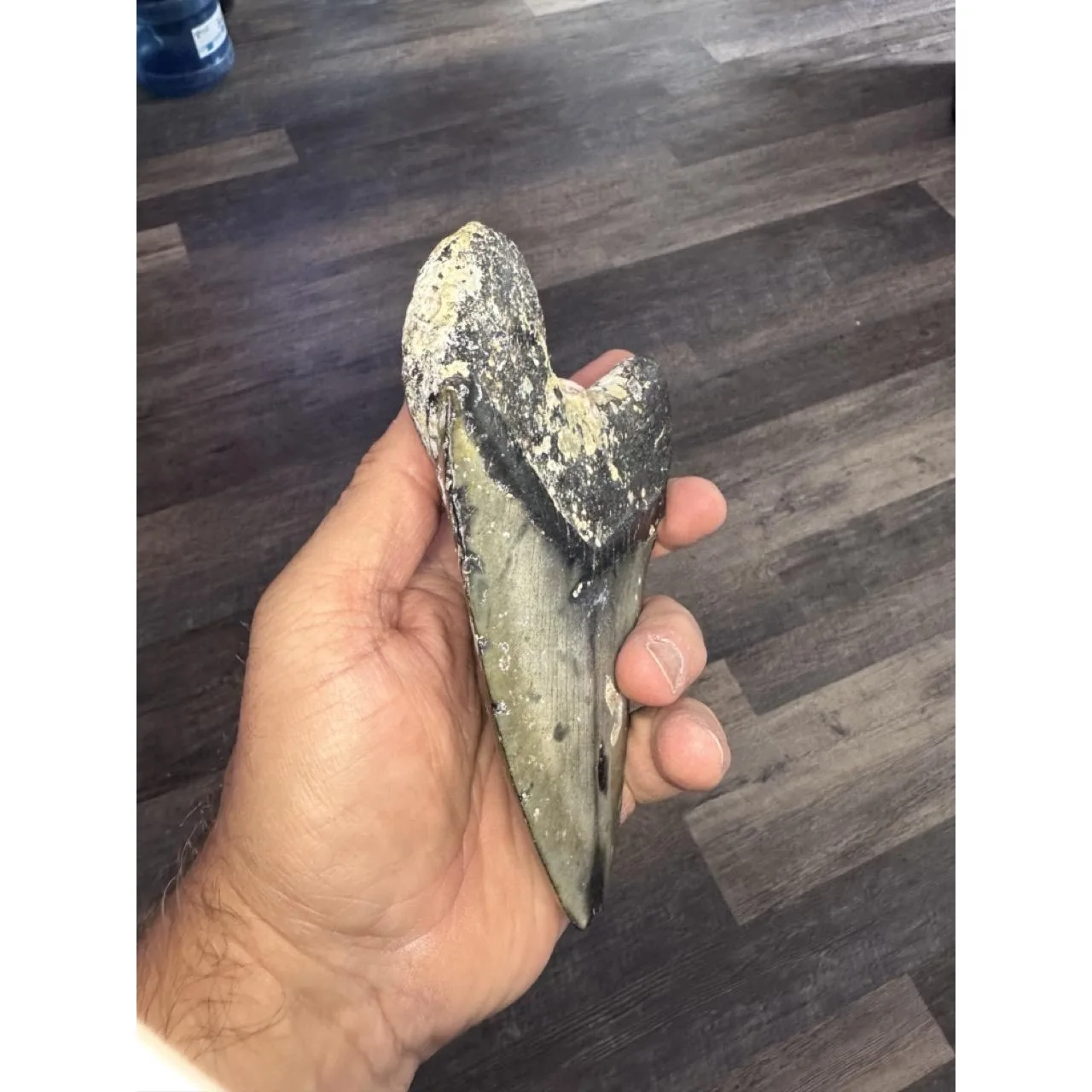 Megalodon tooth, 6.24 inches, Huge Prehistoric Online