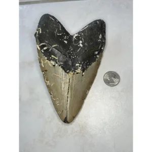 Megalodon Tooth, North Carolina 6.40 inch~ Prehistoric Online