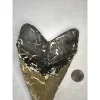 Megalodon Tooth, North Carolina 6.40 inch Prehistoric Online