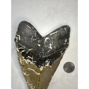 Megalodon Tooth, North Carolina 6.40 inch~ Prehistoric Online