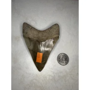 Megalodon Tooth, S. Georgia 3.97 inch Prehistoric Online