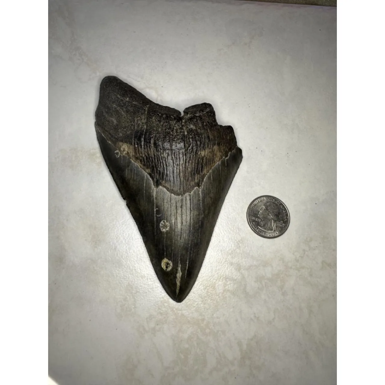 Megalodon Tooth, S. Georgia 5.40 inch Prehistoric Online