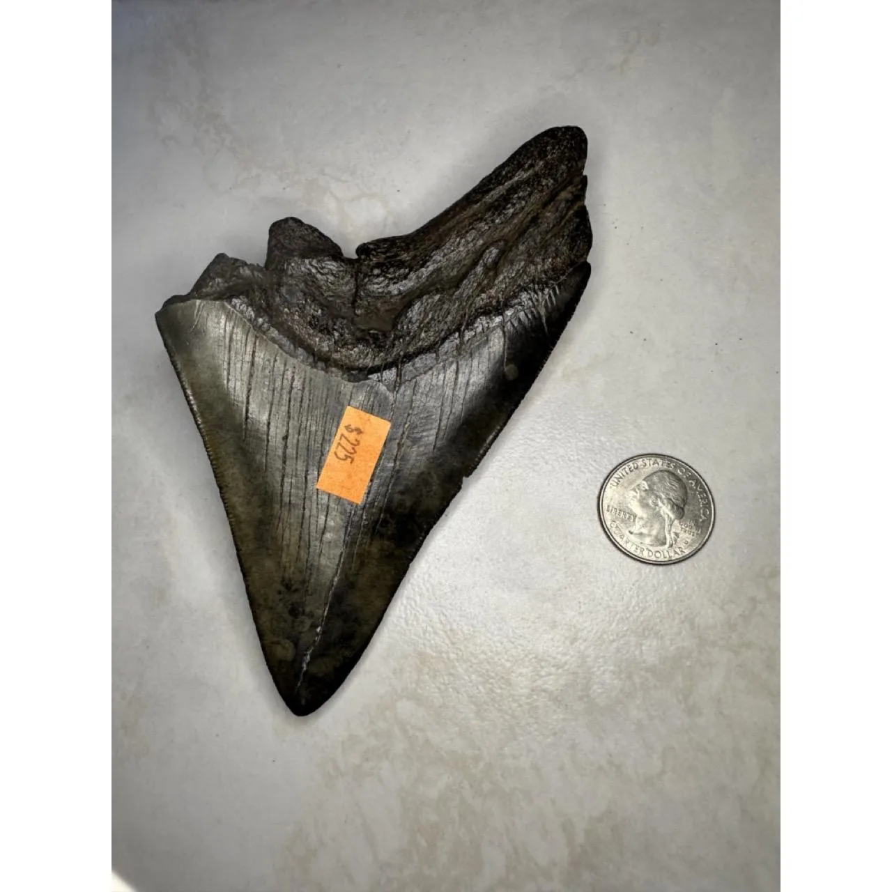 Megalodon Tooth, S. Georgia 5.40 inch Prehistoric Online