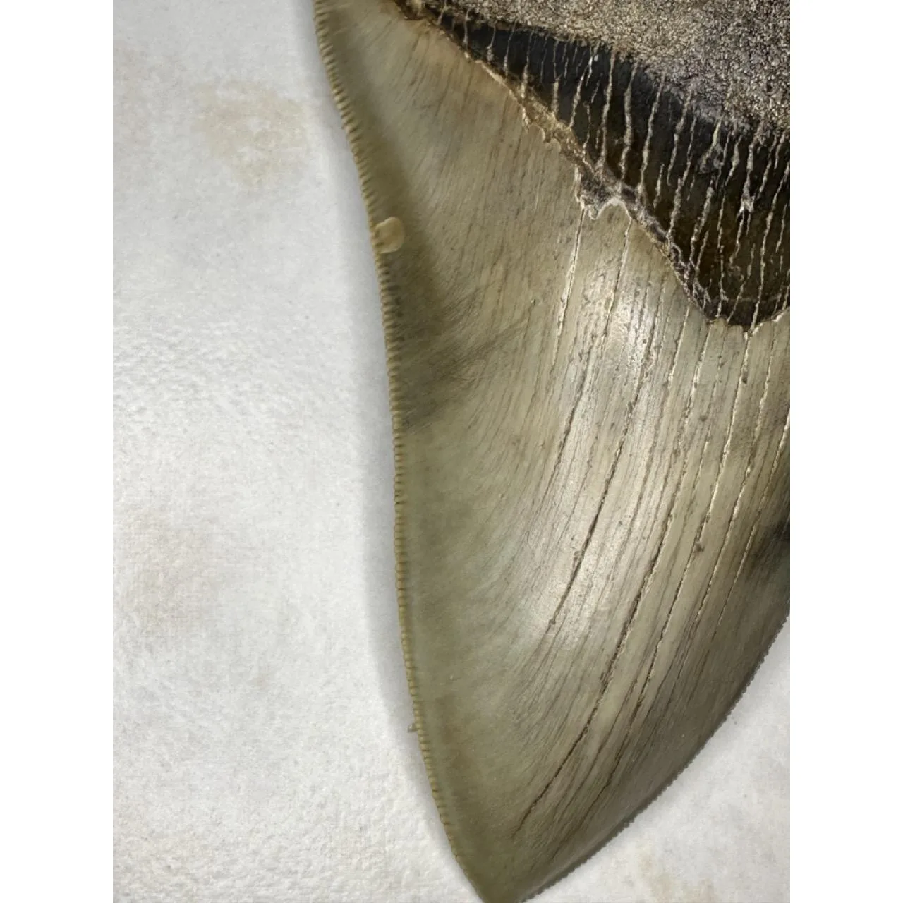Megalodon Tooth, S. Georgia 4.90 inch Prehistoric Online