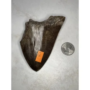 Megalodon Tooth, S. Georgia 4.60 inch Prehistoric Online