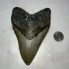 Megalodon Tooth, N. Carolina 5.58 inch Prehistoric Online