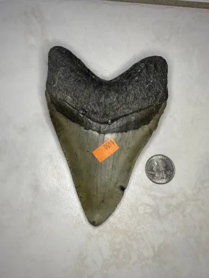 Megalodon Tooth, N. Carolina 5.58 inch Prehistoric Online