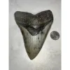 Megalodon Tooth, N. Carolina 5.65 inch Prehistoric Online