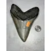 Megalodon Tooth, N. Carolina 5.65 inch Prehistoric Online