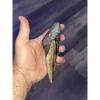 Megalodon Tooth, N. Carolina 5.97 inch Prehistoric Online