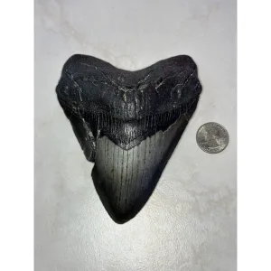 Megalodon Tooth, N. Carolina 5.61 inch Prehistoric Online