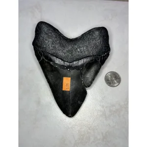 Megalodon Tooth, N. Carolina 5.61 inch Prehistoric Online