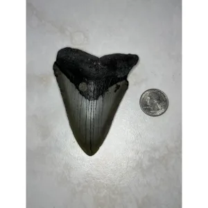 Megalodon Tooth, North Carolina 3.75 inch Prehistoric Online