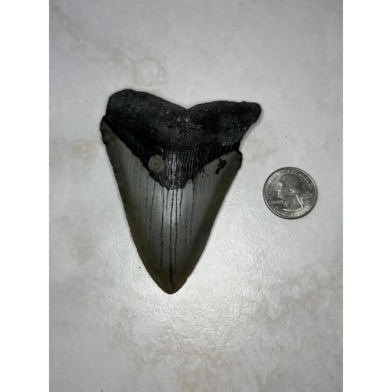 Megalodon Tooth, North Carolina, 3.75 inch Prehistoric Online
